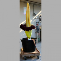 Titan Arum-The Largest Unbranched Inflorescence In The World!