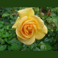 The Beautiful Rose