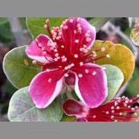 Feijoa- An Affable Edible Plant