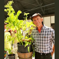 Ashitaba- Natures Super Food