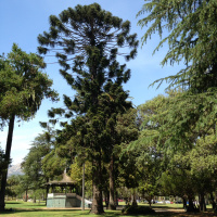 Bunya-Bunya Tree