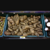 Arracacha- The Peruvian Parsnip