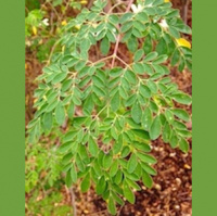 Moringa- The Miracle Tree