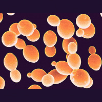 Amazing Yeast- Tiny, Ubiquitous, and Invaluable