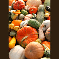 The Winter Squash Fan Club