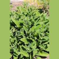 Comfrey- A Plant With Many Uses