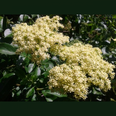 The Plant Report- Every Plant Has A Story