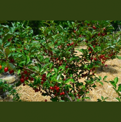 The Plant Report- Every Plant Has A Story