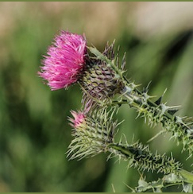 The Plant Report- Every Plant Has A Story