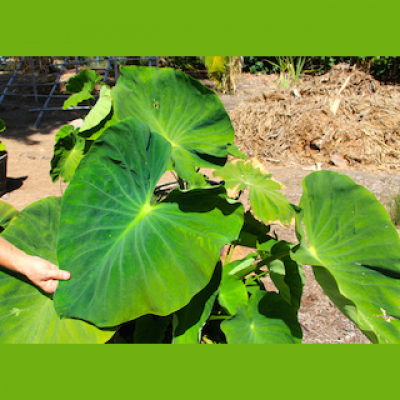 The Plant Report- Every Plant Has A Story