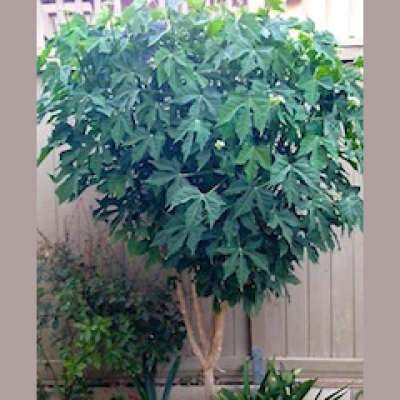 The Plant Report- Every Plant Has A Story