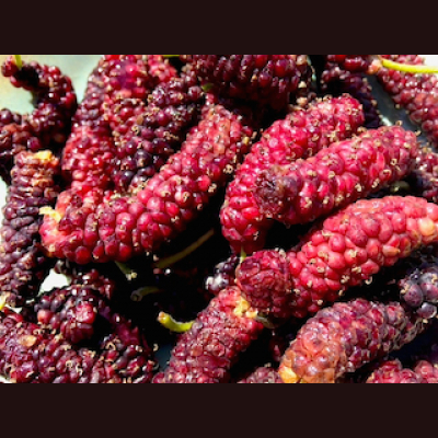 The Plant Report- Every Plant Has A Story