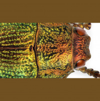 Inside the Lens Episode 5: Gigapixel Macro