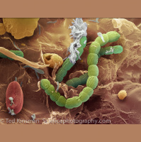 Inside the Lens Episode 2: Images From Electrons