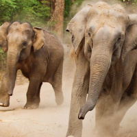 В Танзании дикое стадо слонов нападает на деревни