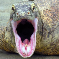 В Таиланде гигантский варан полакомился туристкой