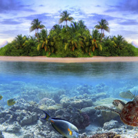 В тюрьму за кораллы