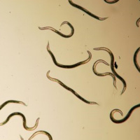 США угрожают смертельно опасные черви