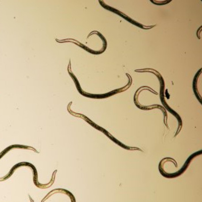 Neradio. ??????????? - ???????? ??????????