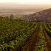 Meet Will Costello MS and Bien Nacido / Solomon Hills Estate Vineyard  Winery