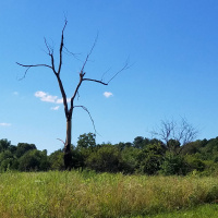 RAF176: What is Eating Healthy?