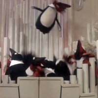 346: We Love Throwing Penguins