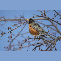 The Birds and the Bugs