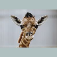 Asking Science About Giraffe