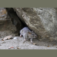 Kisscams, ratcams, Barbra Streisand