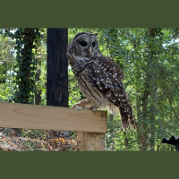 Owl pursuits 