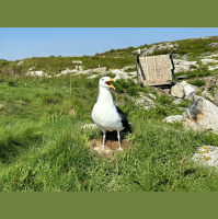 Encore: The Internets Most Hated Bird