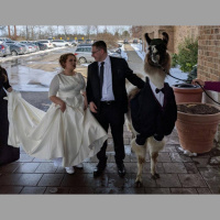 Encore: Llama at a Wedding