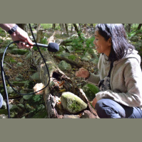 Treasure in the Woods