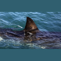 Episodes We Love: How to Fight a Shark