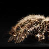 How the internet changed the spider trade