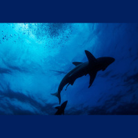 How to Fight a Shark