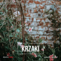 #JednoSłowo 8.12.2017 - Krzaki - Uroczystość Niepokalanego Poczęcia NMP