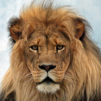 (Video snippet - Vocal Velvet) The Lion And The Squirrel