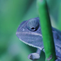 (Video snippet - Vocal Velvet) The Hartebeest Tears