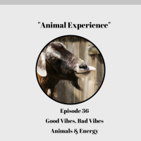 Episode 36: Good Vibes Bad Vibes Animals and Energy