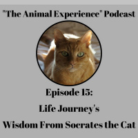 Episode 15 Life Journeys, Wisdom From Socrates the Cat