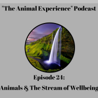 Episode 24: Animals  the Stream of Wellbeing
