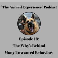 Episode 18: The Whys Behind Bad Behaviors
