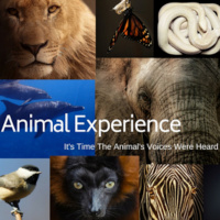 Episode 40: The Benefits of CBD Oil For Animals