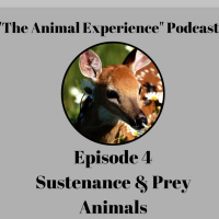 Episode 4 Sustenance  Prey Animals
