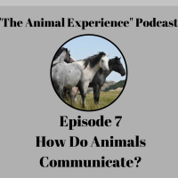 Episode 7 How Do Animals Communicate?