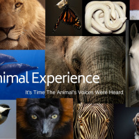 Episode 39: Can Animals Take On Our Diseasements?