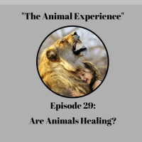 Episode 29: Are Animals Healing and How?