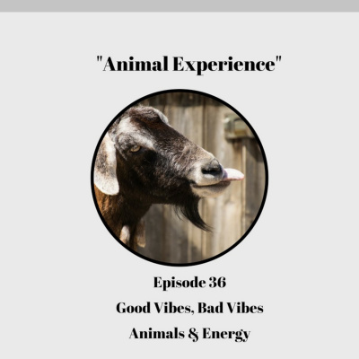 The Animal Experience