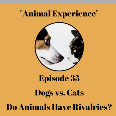 The Animal Experience